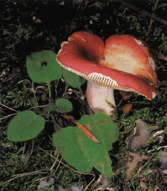   -   Russula paludosa